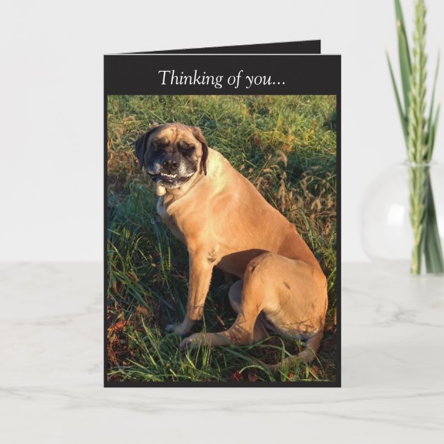 Funny Smiling English Mastiff Dog card (Front)