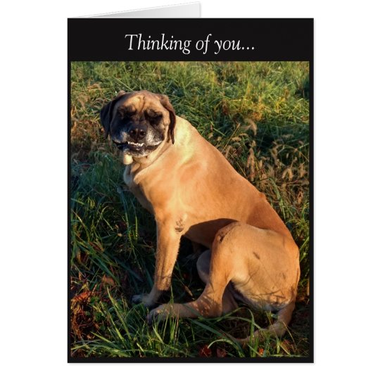 Funny Smiling English Mastiff Dog card