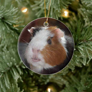 Funny, Smooth, Tricolor Guinea Pig Face Ceramic Ornament