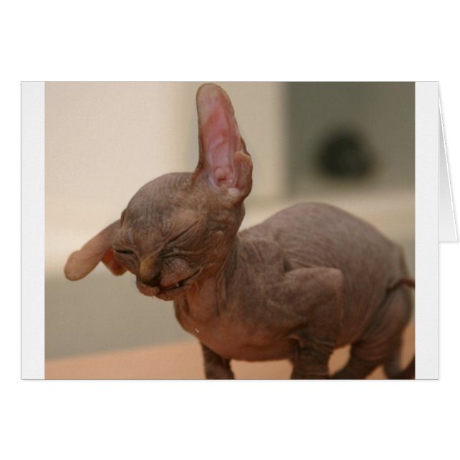 Funny sneezing sphynx kitten (Front Horizontal)