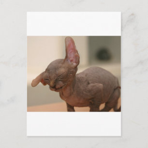 Funny sneezing sphynx kitten postcard