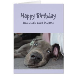 Funny Social Distance Birthday Great Dane Dog