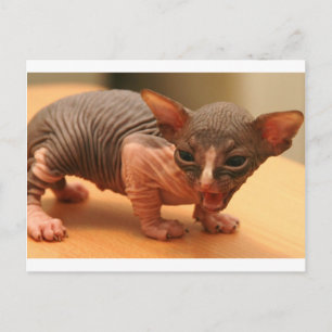 Funny sphynx kitten postcard