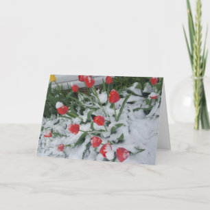 Funny Spring in Wisconsin Tulips in Snow Card