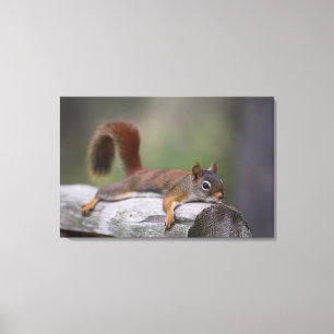 Funny Squirrel Canvas Print