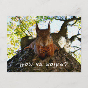 Funny Squirrel Cute Animal Hello From Hi Australia Holiday Postcard
