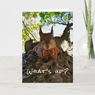 Funny Squirrel Cute Animals Hello There from Hi Card