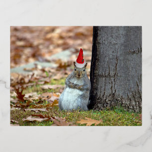 Funny Squirrel Père Noël carte postale de Noël