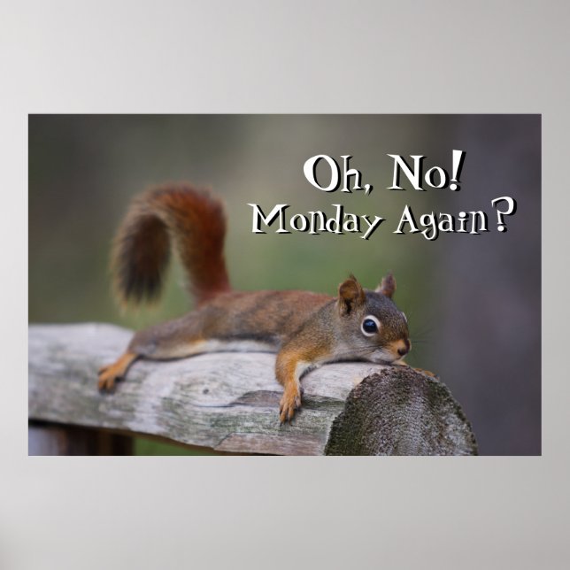 Funny Squirrel Poster (Front)