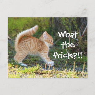 Funny Surprised Cat. What the frick? Postcard