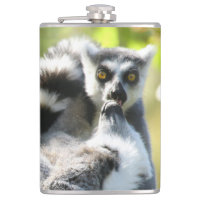 Funny Surprised Lemurs of Madagascar