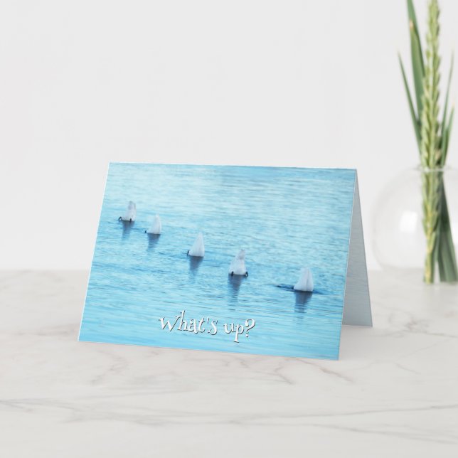 Funny Swans What's Up All Occasion Blank Holiday Card (Front)