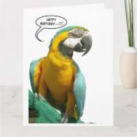 Funny Talking Parrot Birthday Big Greeting Card