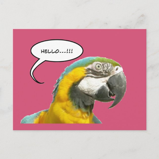 Funny Talking Parrot Hello Postcard (Front)