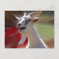 Funny Tallking Goat Photograph