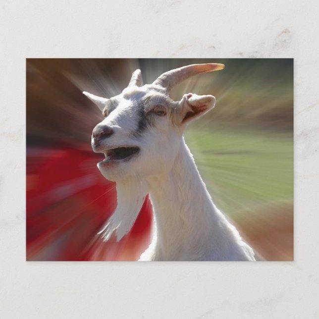 Funny Tallking Goat Photograph Postcard (Front)