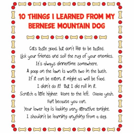 funny_things_i_learned_from_bernese_mountain_dog-r1a2935049b5c40a6accede4d51893273_x7saw_8byvr_512.jpg