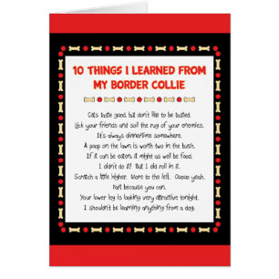 Funny Things I Learned From My Border Collie