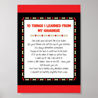 Funny Things I Learned From My Havanese Poster