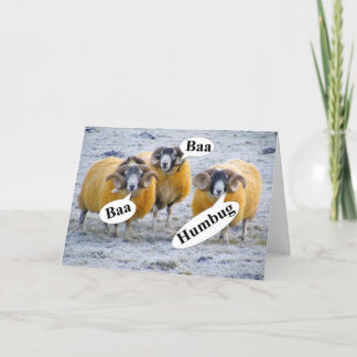 Funny three wise sheep Christmas Holiday Card