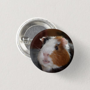 Funny, Tricolor, Smooth Guinea Pig Face 1 Inch Round Button