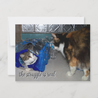 Funny Two Cats Photo "a real struggle" Postcard