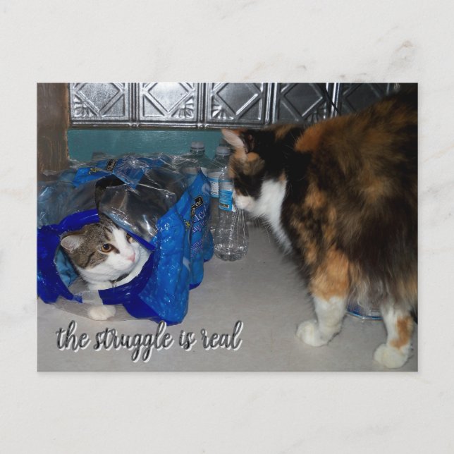 Funny Two Cats Photo "a real struggle"  Postcard (Front)