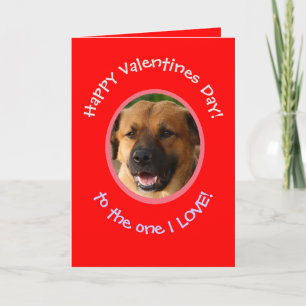 Funny Valentine From Dog To Owner Photo Card