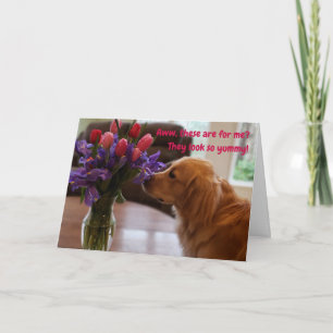 Funny Valentine's card, Dog eating flowers Card