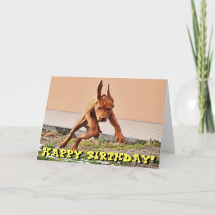 Funny vizsla puppy card