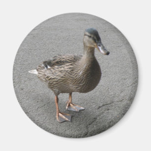Funny Waddling Duck Magnet