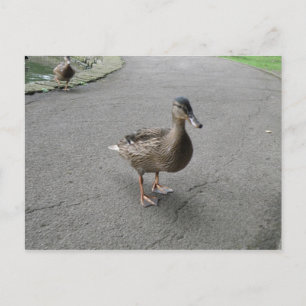 Funny Waddling Duck Postcard