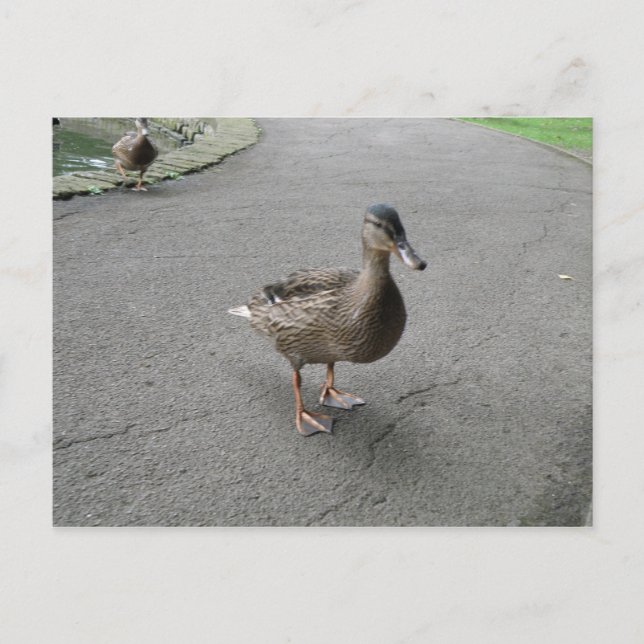 Funny Waddling Duck Postcard (Front)