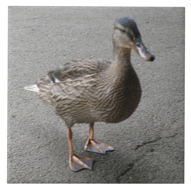 Funny Waddling Duck Tile (Front)