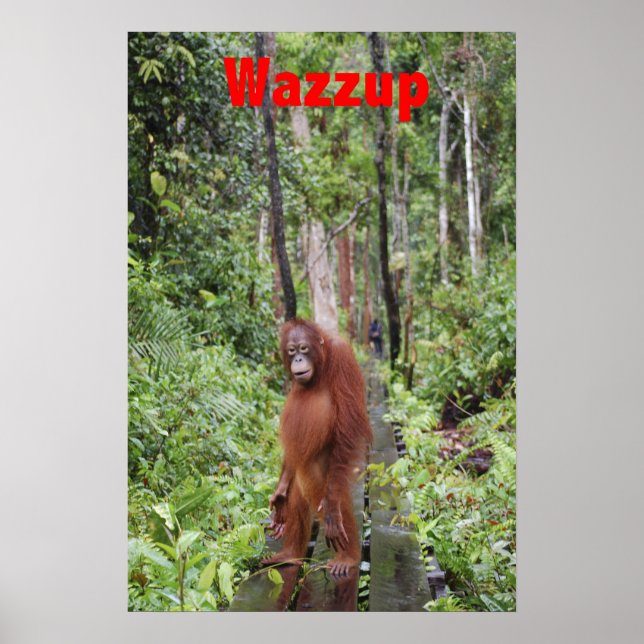Funny Wazzup with Krista Orangutan Poster (Front)