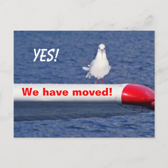 Funny We Have Moved Bird Animal Postcard (Front)