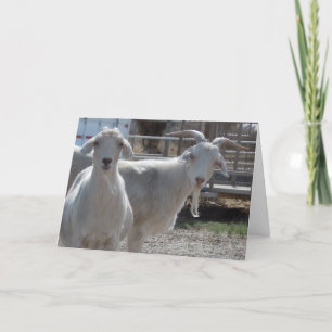 Funny Western Congratulations Goat Card