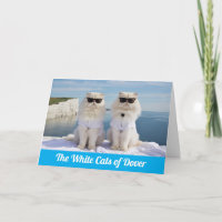Funny White Persians of Dover