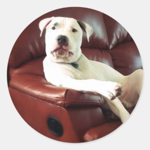 funny white pit bull dog on the couch classic round sticker