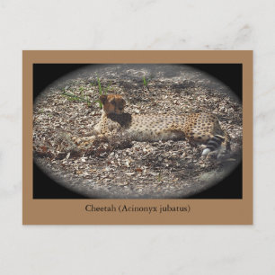 Funny Wild Cat, Cheetah, Animal Postcard
