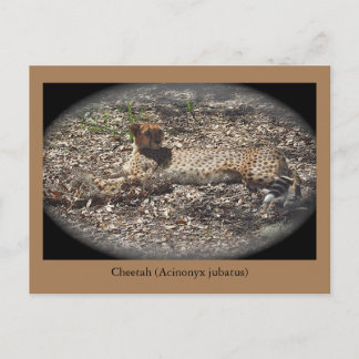 Funny Wild Cat, Cheetah, Animal Postcard