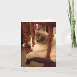 Funny with an attitude rag doll cat card