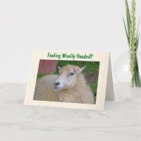 Funny Woolly Sheep Get Well