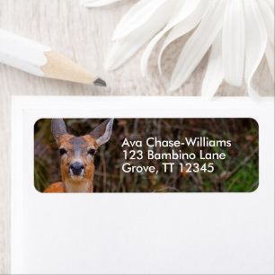 Funny Young Blacktail Deer Smiles at Photographer
