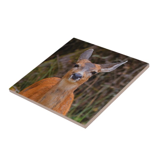 Funny Young Blacktail Deer Smiles at Photographer Tile (Side)