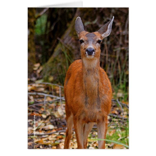 Funny Young Blacktail Deer sourit à un photographe (Devant)