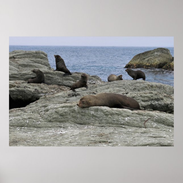 Fur Seal Family Poster (Front)