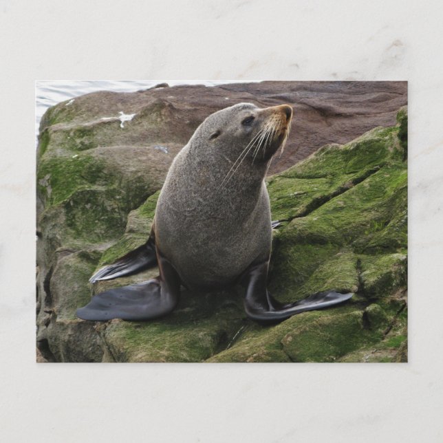 Fur Seal on Rocks Postcard (Front)