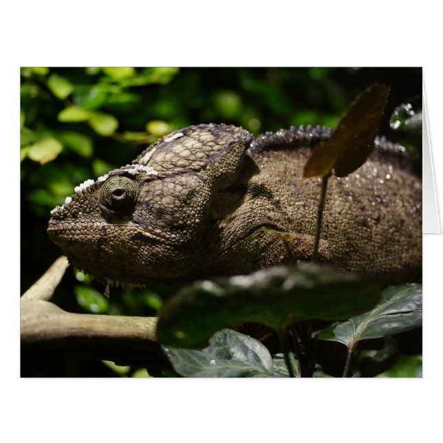 Furcifer oustaleti (Front Horizontal)