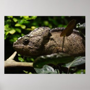 Furcifer oustaleti poster